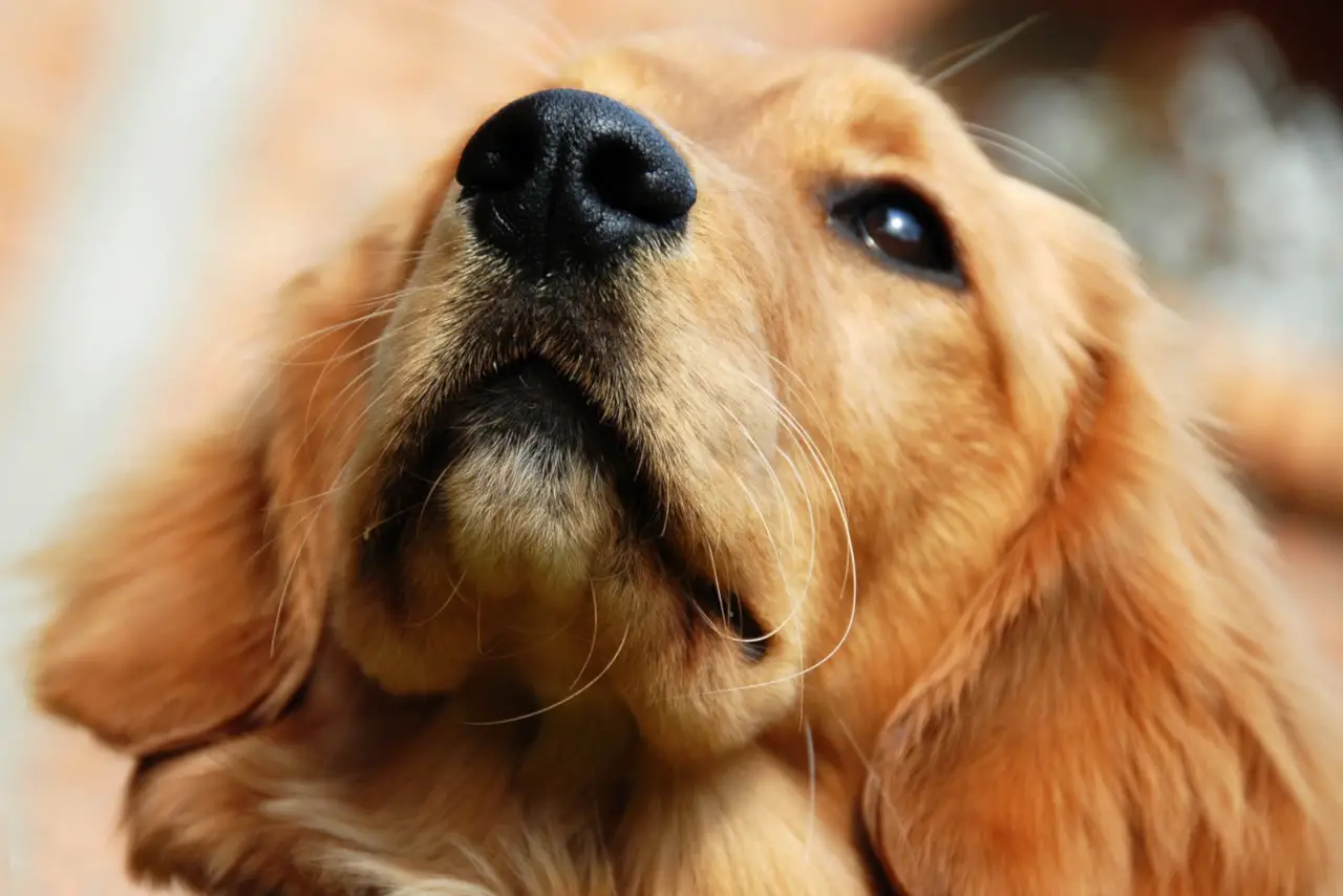 Hunde riechen gern an Ohren