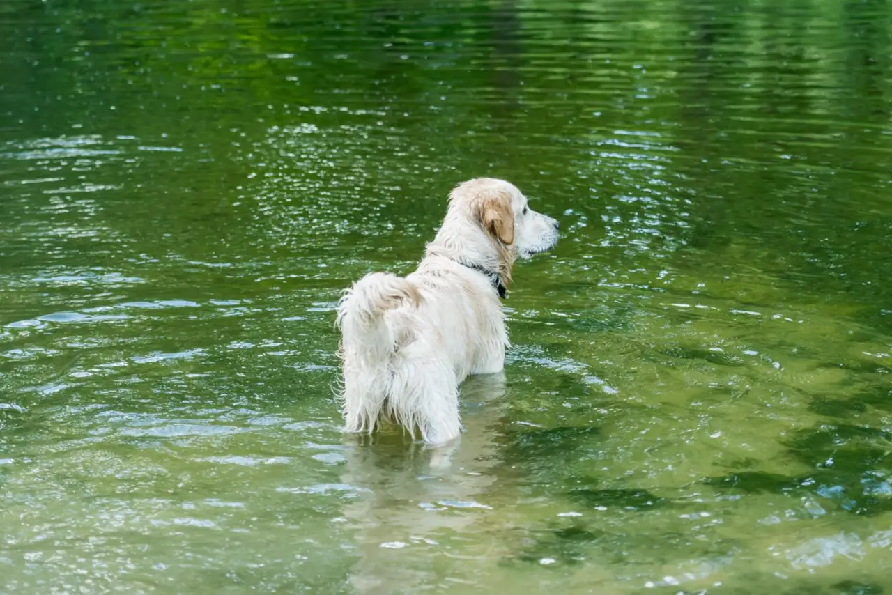 Hunde können unter Wasser riechen