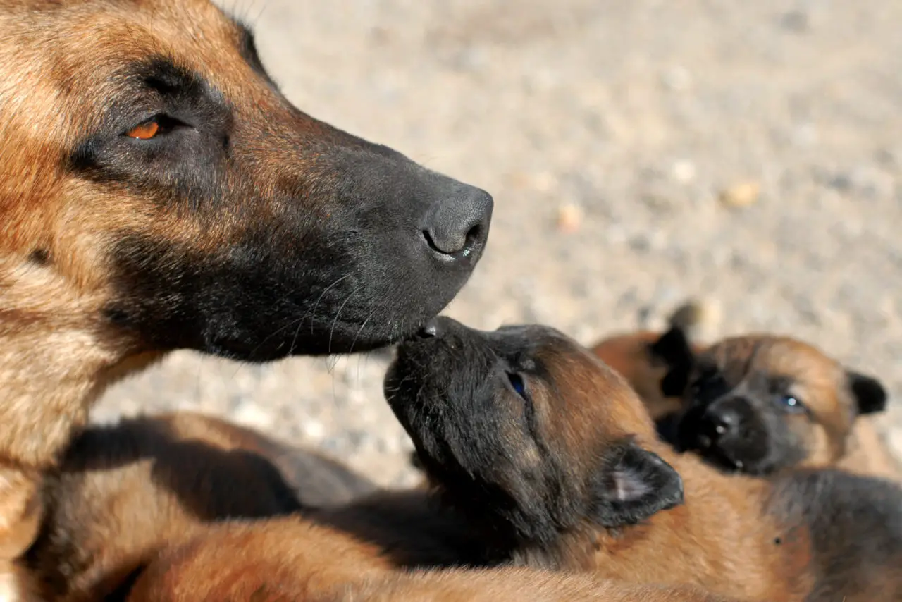 Hunde können sich an ihre Mutter erinnern