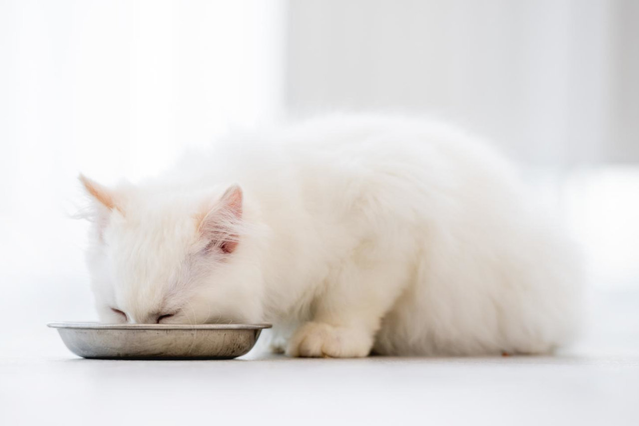 Katzen essen ihr Futter nicht immer auf