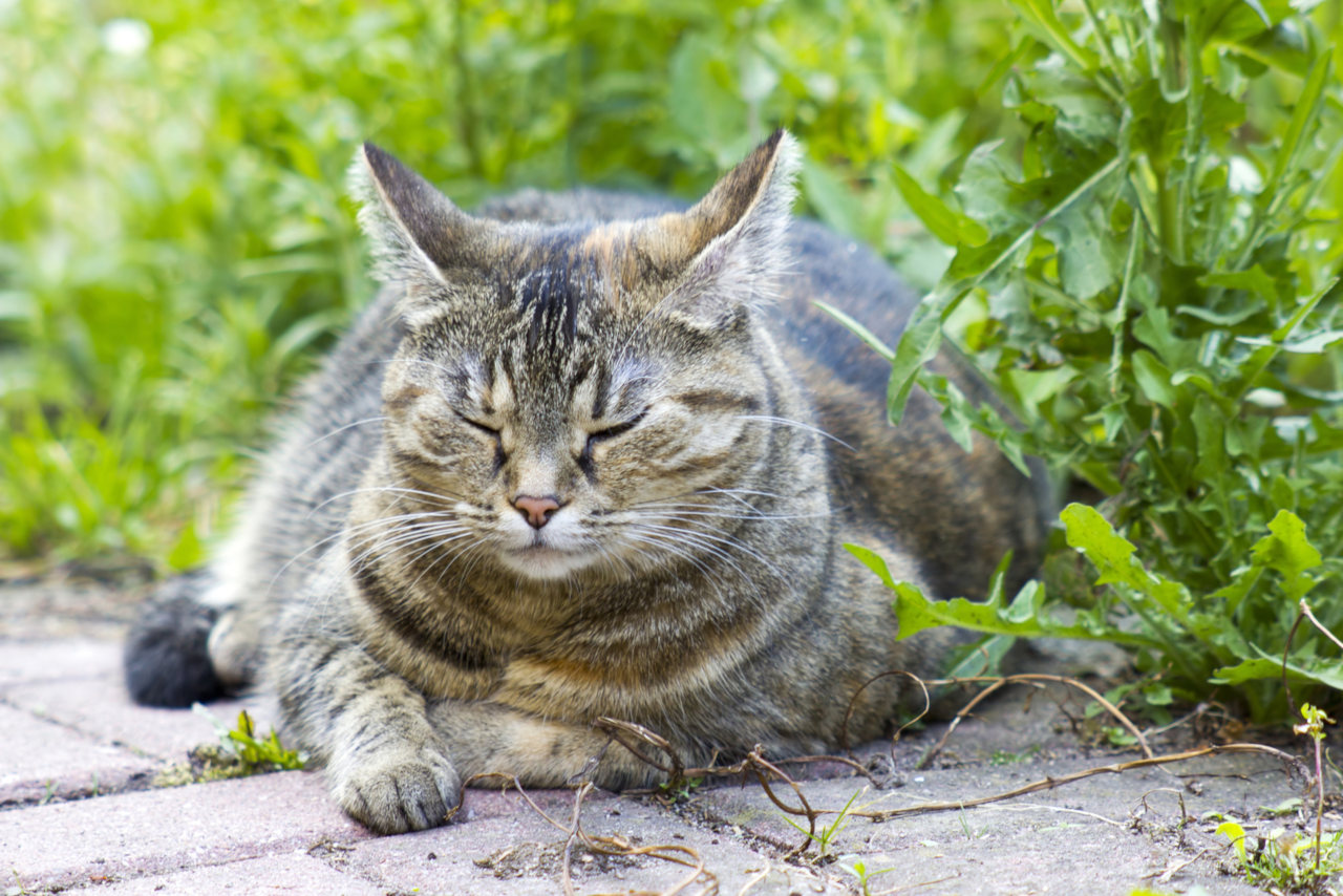 Warum atmen Katzen im Schlaf schnell? • Haustier Lounge