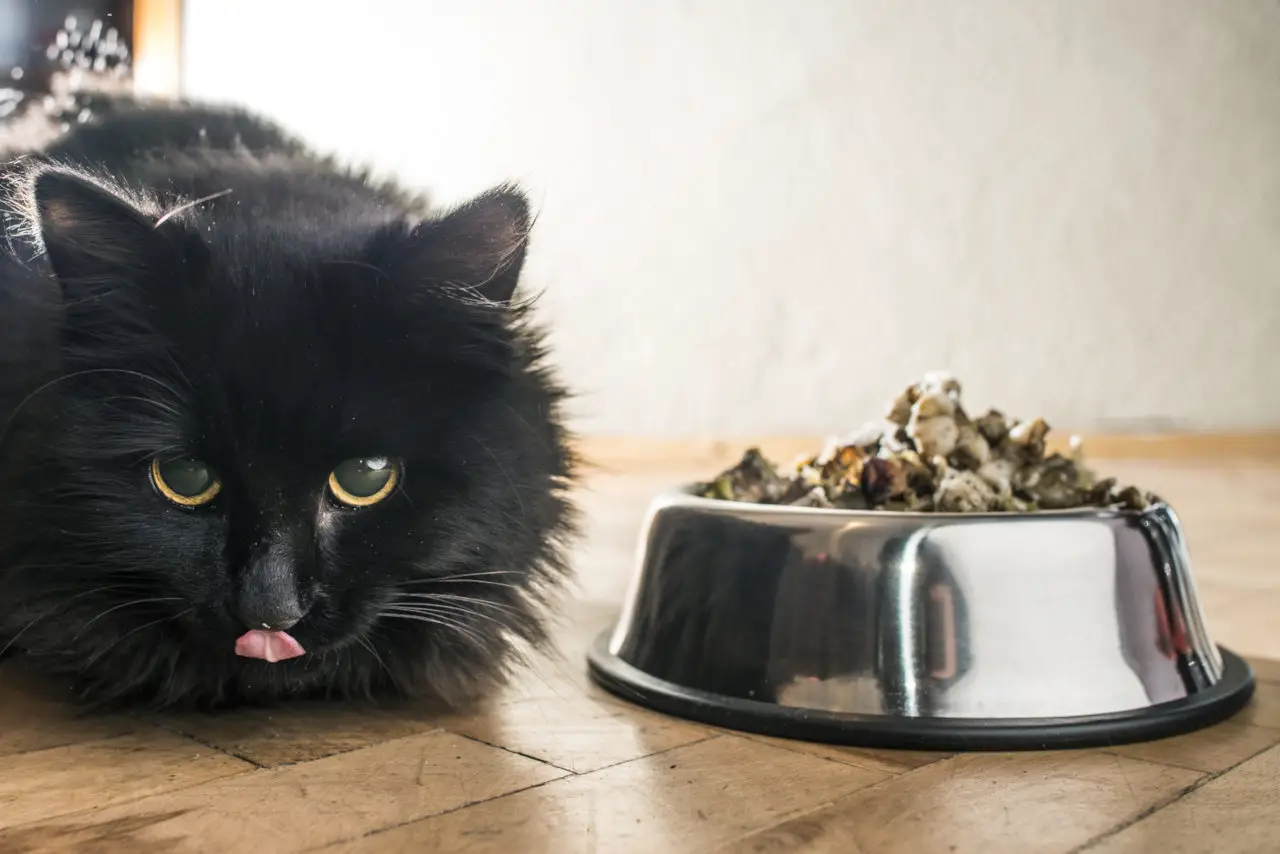 Katzen wird das täglich gleiche Futter langweilig