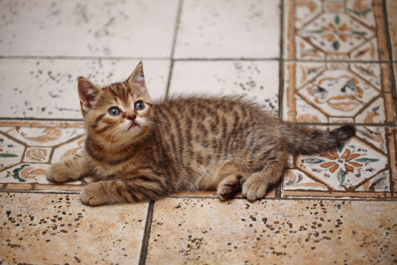 Was Bedeutet Tiefes Miauen Bei Katzen