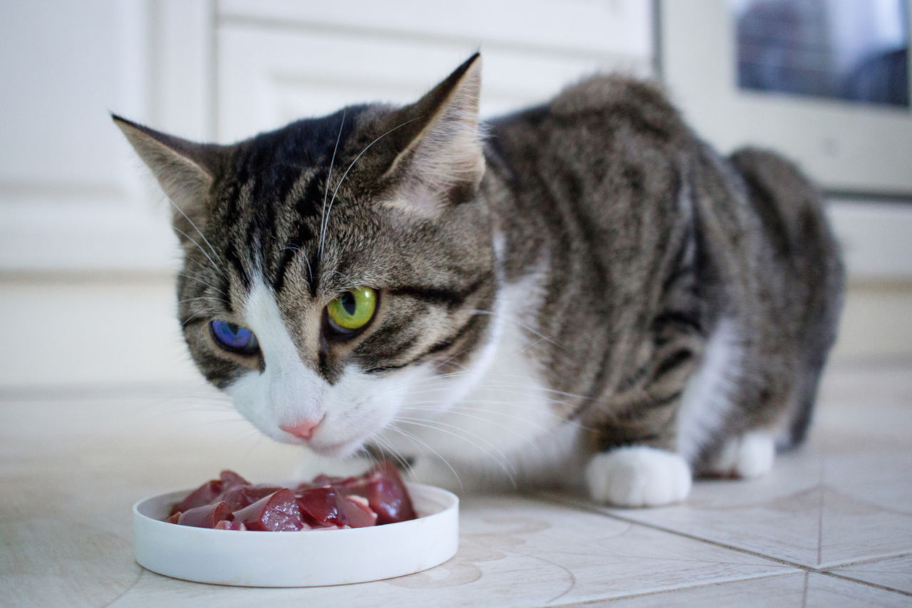 Katzen dürfen rohes Fleisch essen