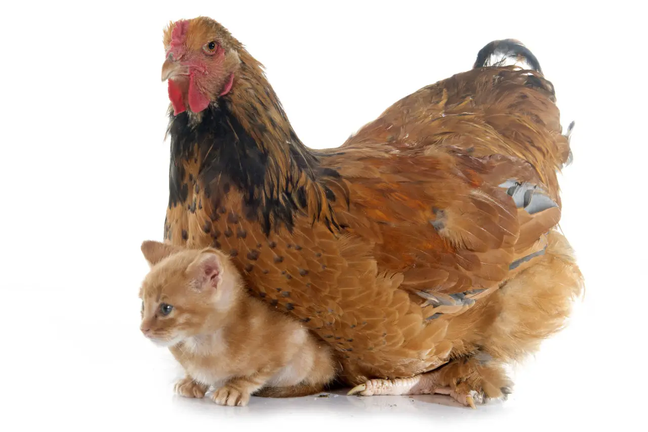 Katzen greifen selten Hühner an