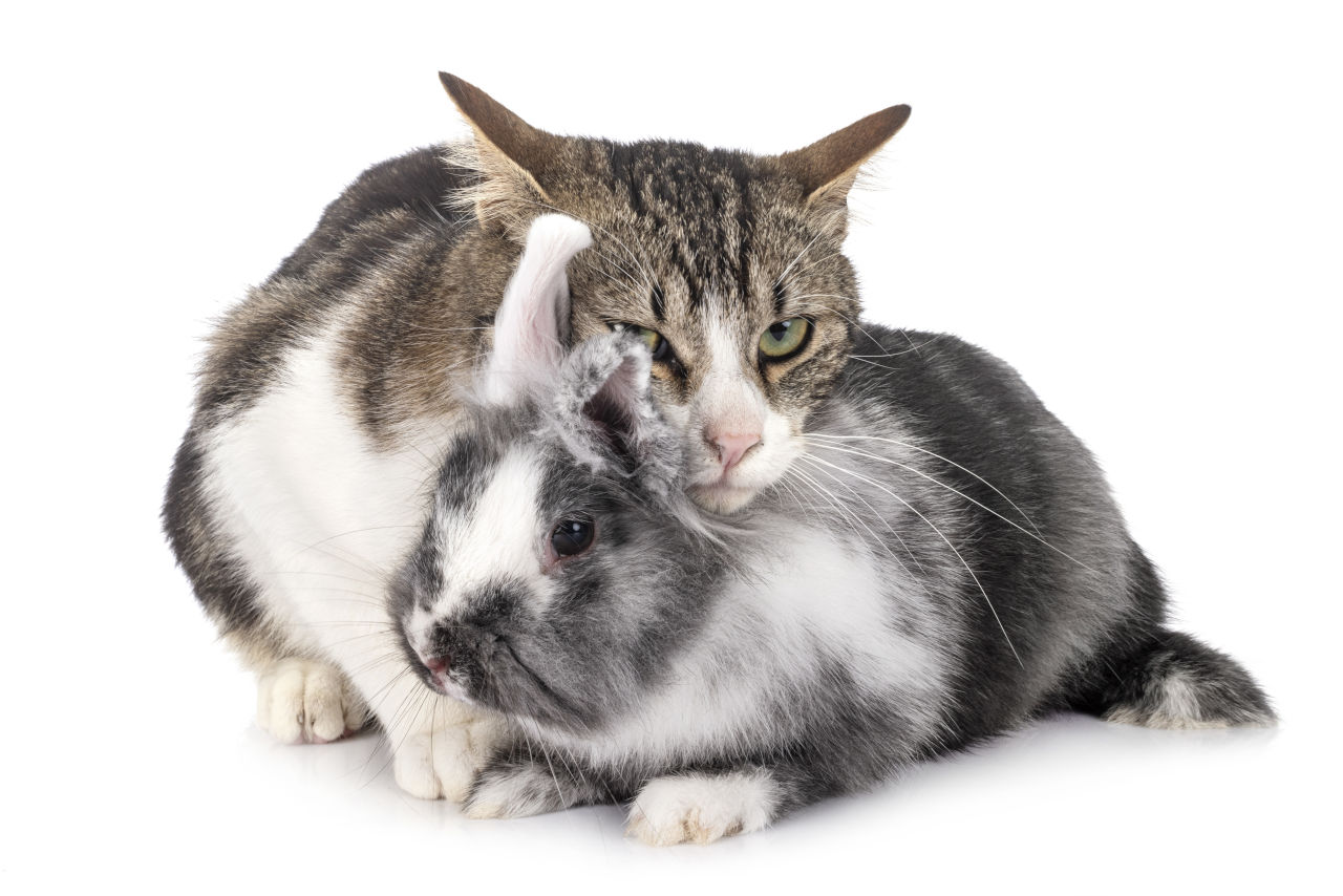 Katzen jagen Kaninchen oft