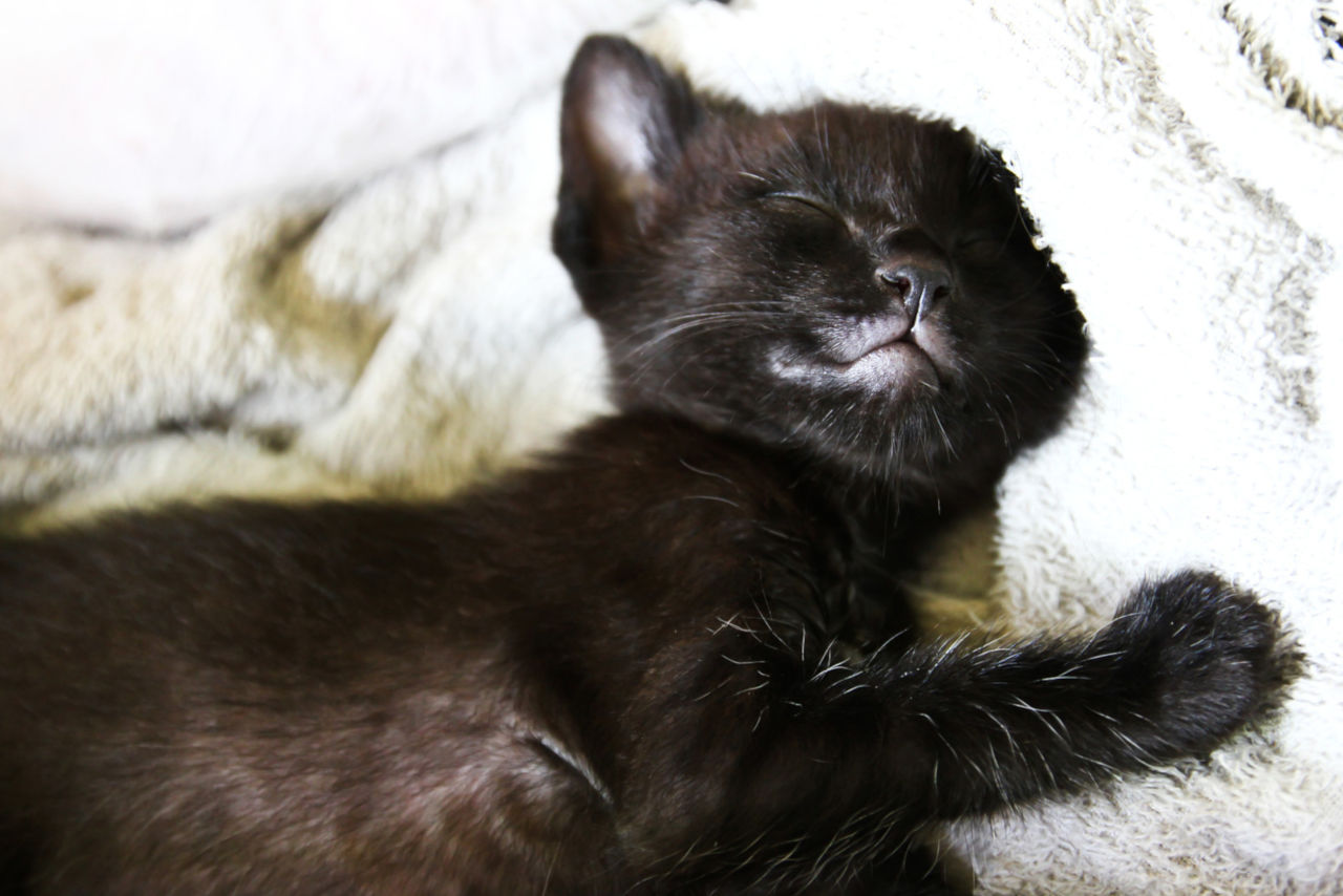 Warum Schlafen Alte Menschen So Viel haustierlounge.com