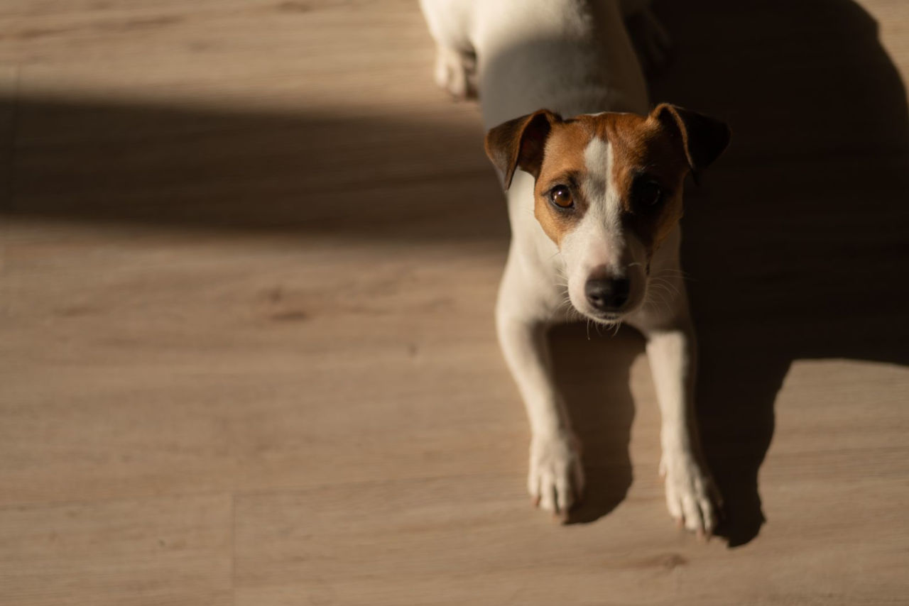 Was sollte man tun, wenn der Hund ein Haargummi gegessen hat? • Haustier Lounge