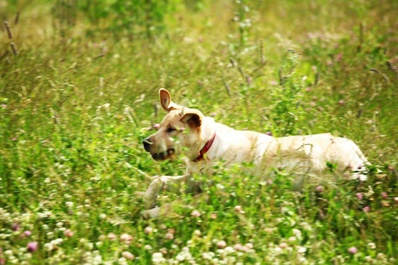 Was sollte man tun, wenn der Hund eine Wespe gegessen hat? • Haustier