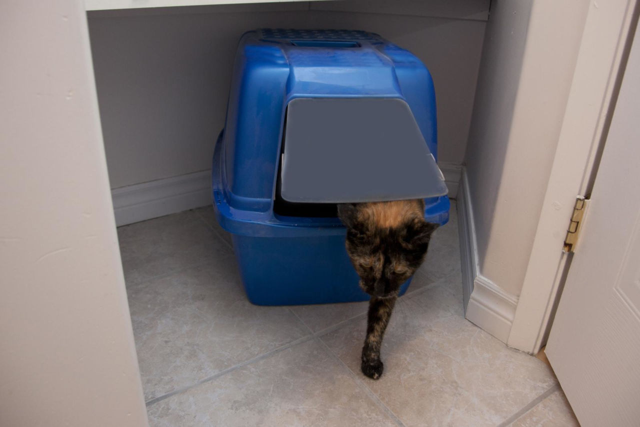 Können sich Katzen eine Katzentoilette teilen? • Haustier Lounge