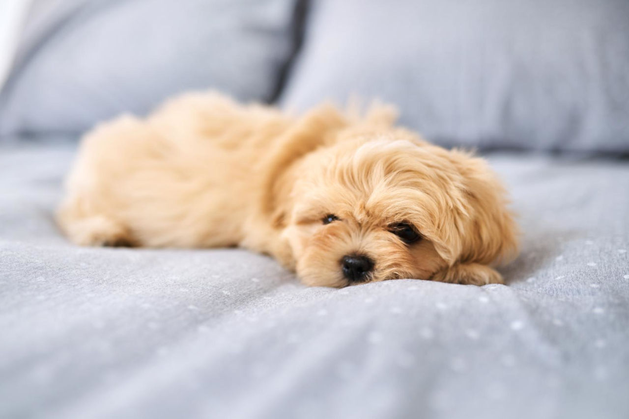 Was sollte man tun, wenn der Hund Feuchttücher gegessen hat? • Haustier Lounge