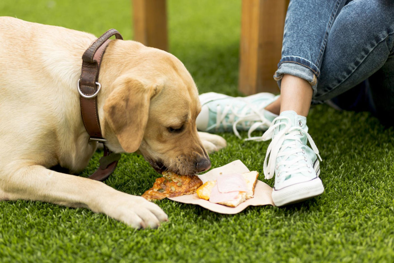 Was sollte man tun, wenn der Hund Frischhaltefolie gegessen hat? • Haustier Lounge
