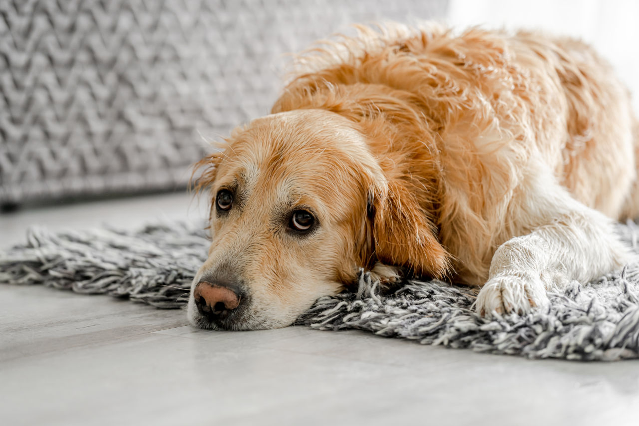 Was sollte man tun, wenn der Hund Hustenbonbons gegessen hat? • Haustier Lounge