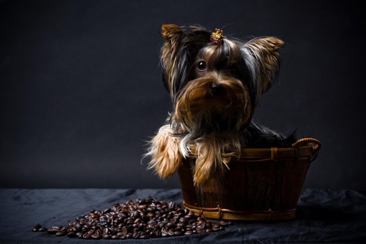 Was sollte man tun, wenn der Hund Kaffeebohnen gegessen hat? • Haustier Lounge