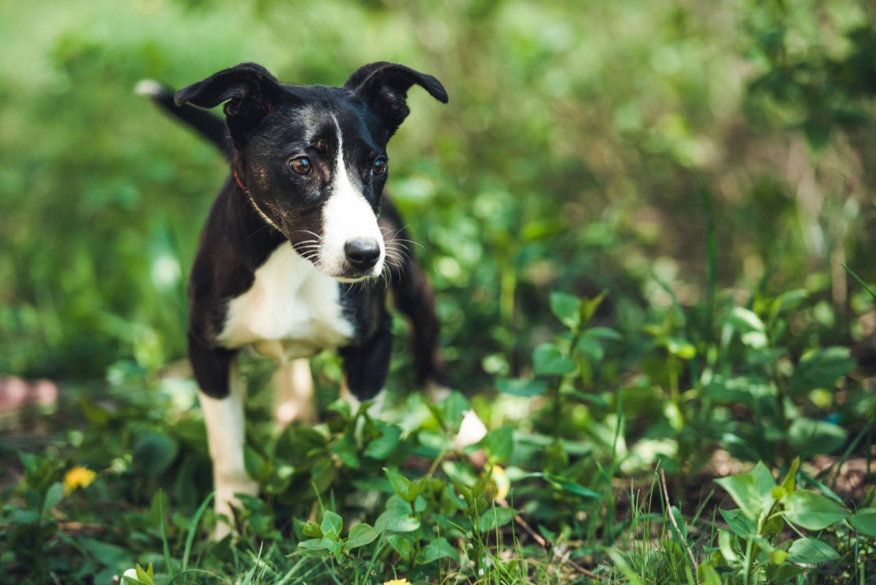 Was sollte man tun, wenn der Hund Kompost gegessen hat? • Haustier Lounge