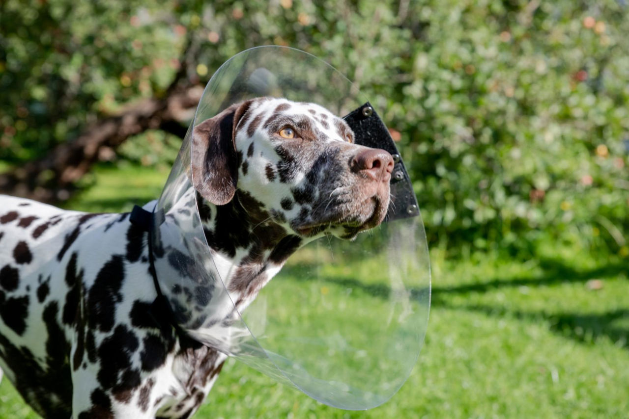 Warum beißen sich Hunde selbst? • Haustier Lounge