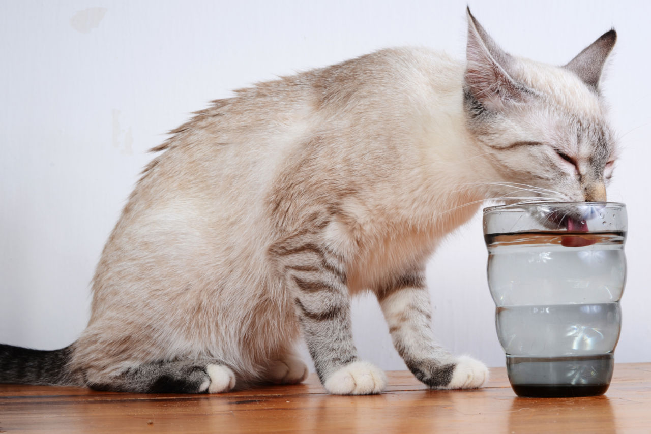 Dürfen Katzen Destilliertes Wasser Trinken Was können Katzen außer Wasser trinken? • Haustier Lounge