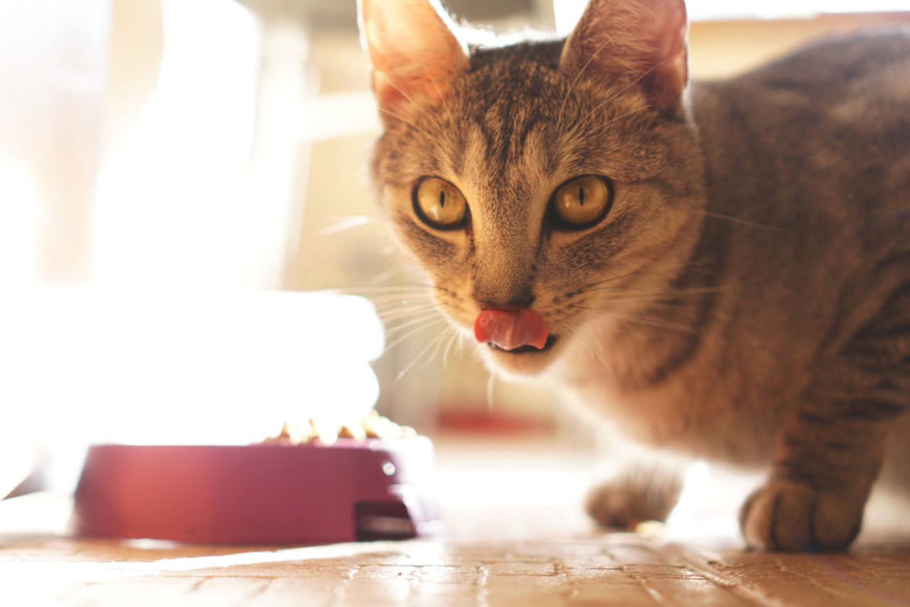 Kann man Nassfutter für Katzen über Nacht stehen lassen? • Haustier Lounge Kann man Nassfutter für Katzen über Nacht stehen lassen? • Haustier Lounge