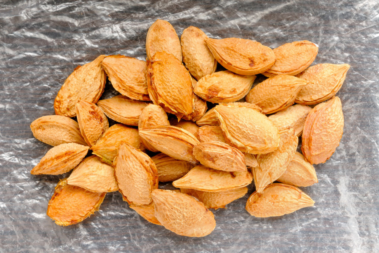 Was sollte man tun, wenn der Hund einen Pflaumenkern gegessen hat