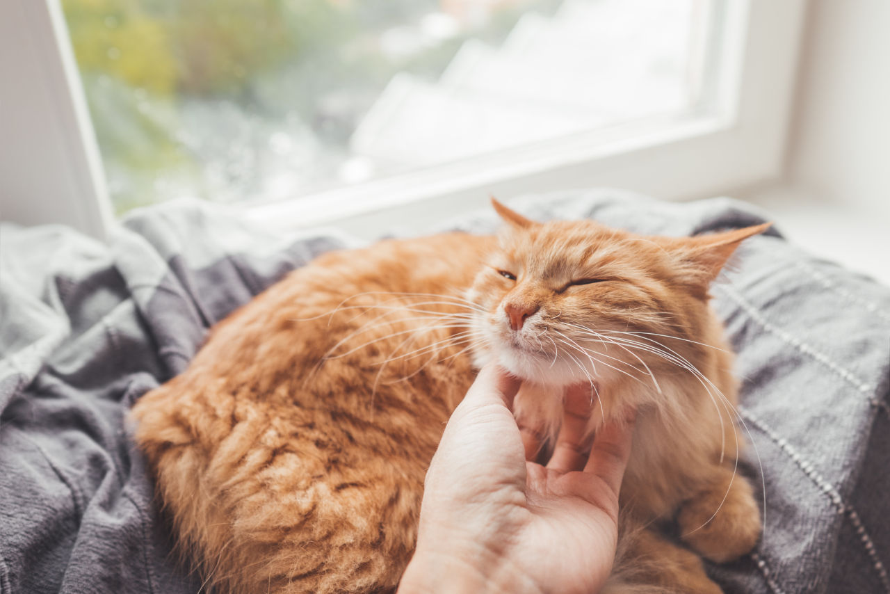 Warum schnurren Katzen? • Haustier Lounge