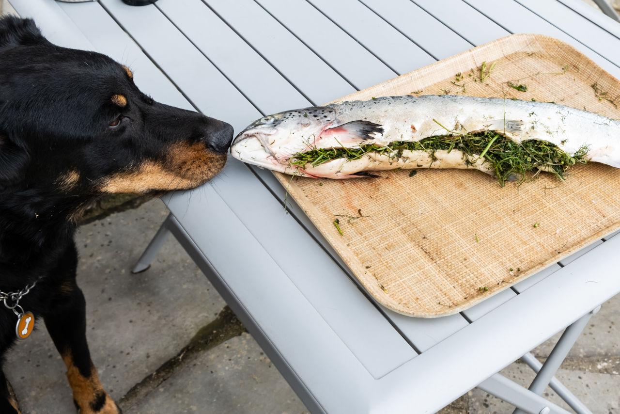 Dürfen Hunde Lachs essen? • Haustier Lounge