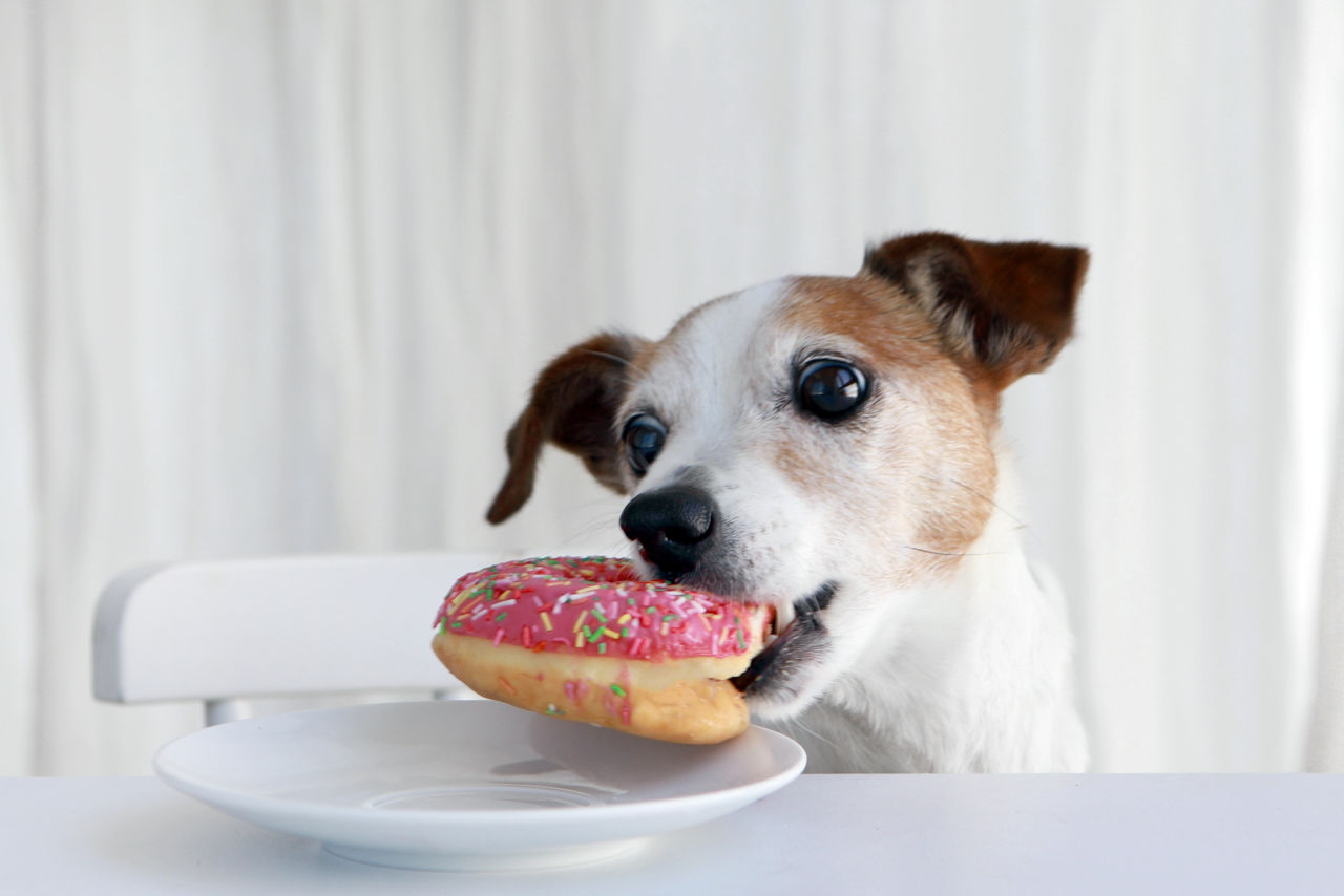 Dürfen Hunde Donuts Essen • Haustier Lounge