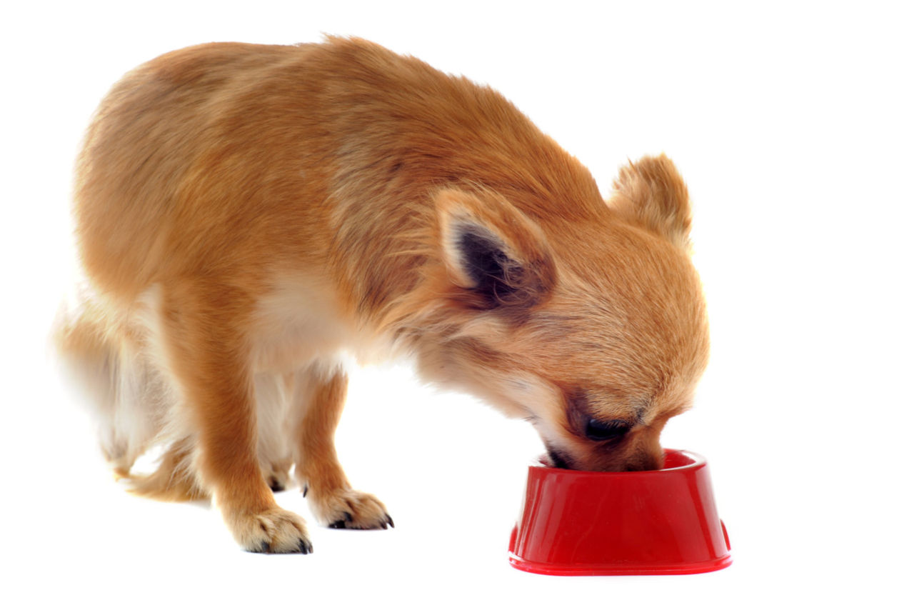 Dürfen Hunde Süßkartoffeln essen? • Haustier Lounge