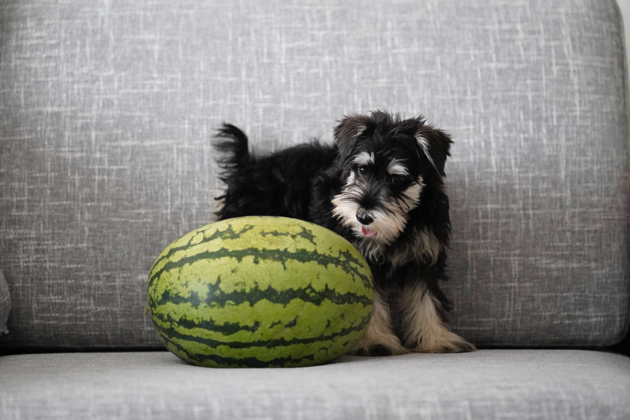 Dürfen Hunde Wassermelone essen? • Haustier Lounge