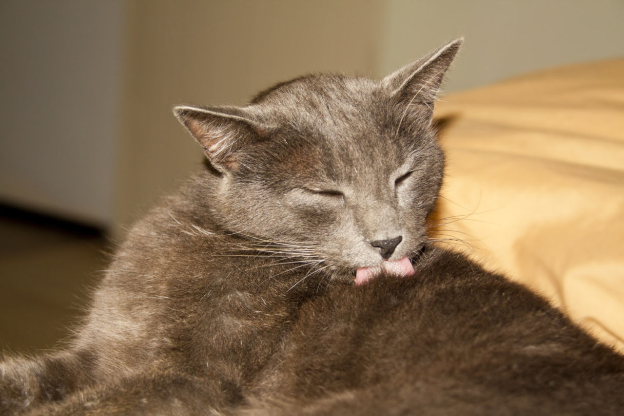 Wie können Wohnungskatzen Flöhe bekommen? • Haustier Lounge